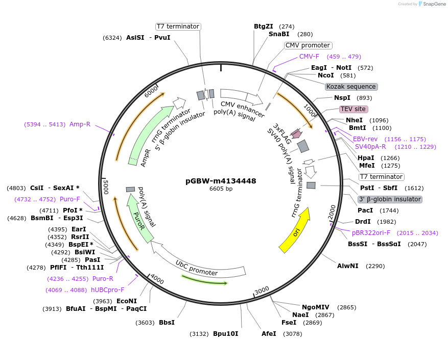 152714-plasmid-map-sequence-id-320323