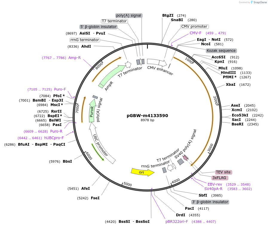 152377-plasmid-map-sequence-id-320328