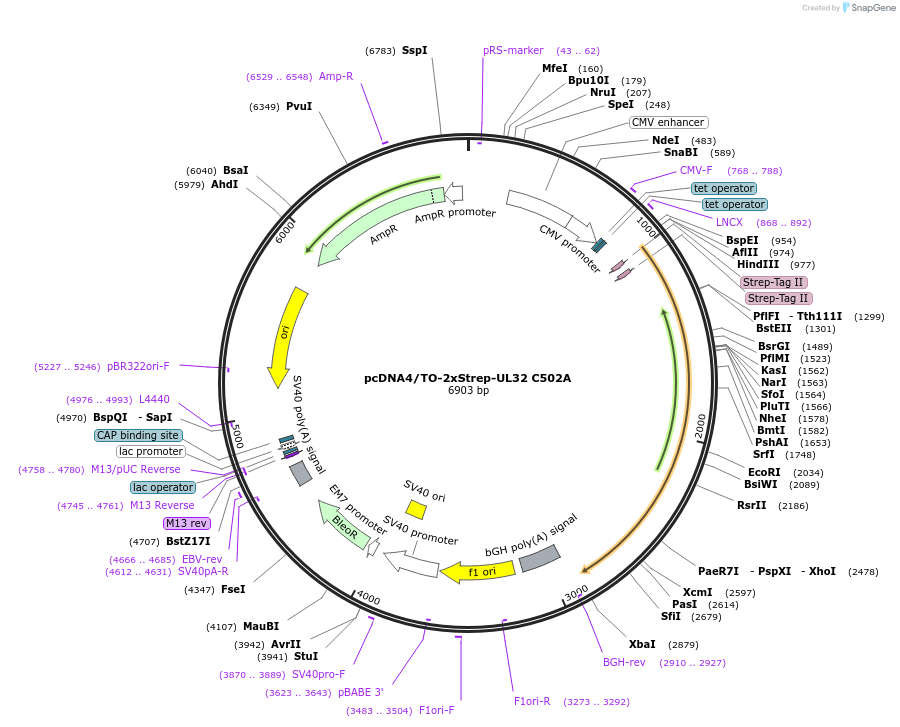 162645-plasmid-map-sequence-id-320336