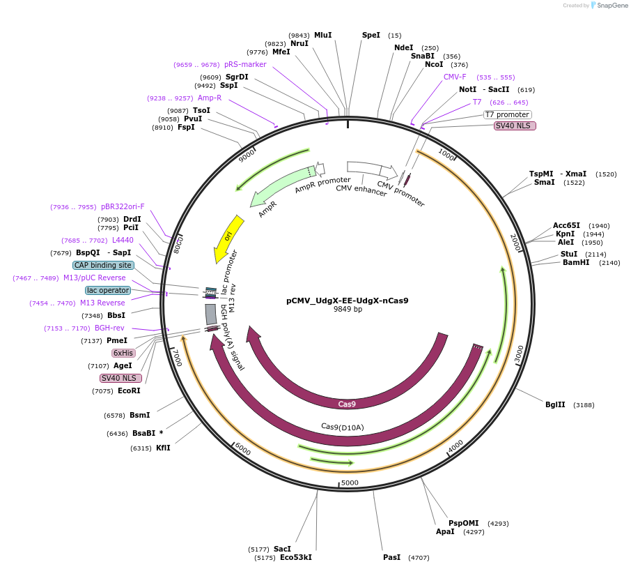 163564-plasmid-map-sequence-id-320357