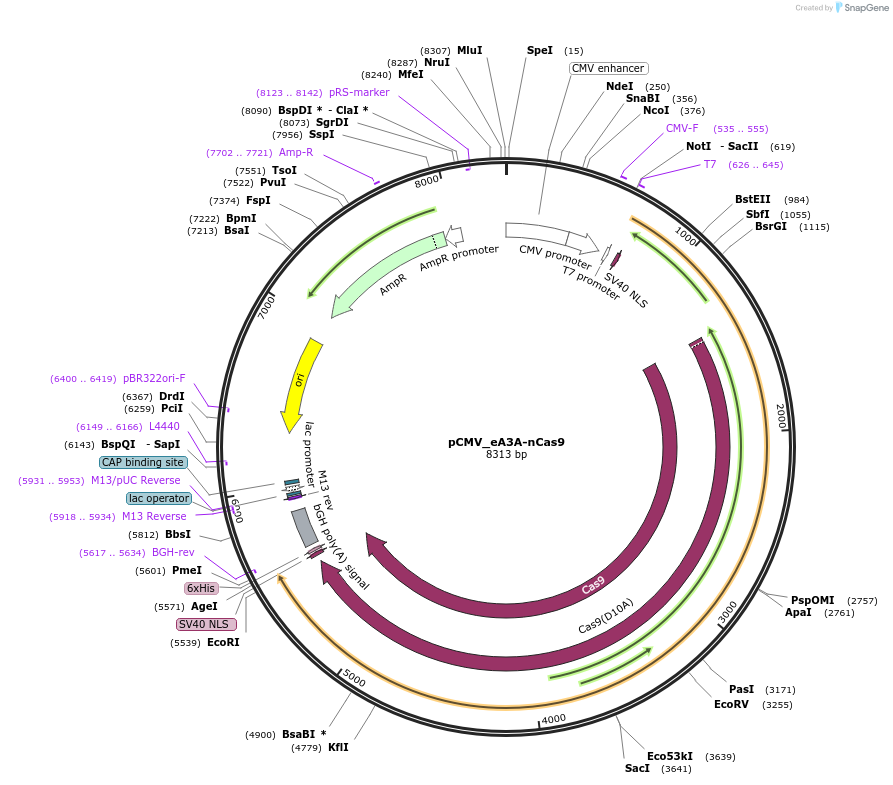 163535-plasmid-map-sequence-id-320368
