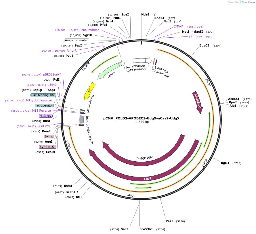 163543-plasmid-map-sequence-id-320371
