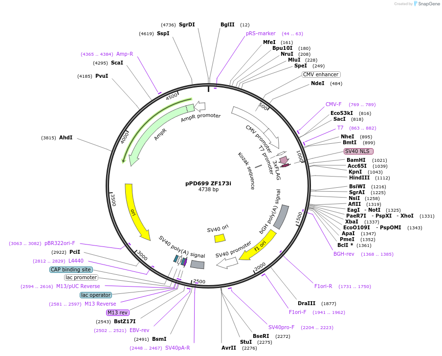 138792-plasmid-map-sequence-id-320375