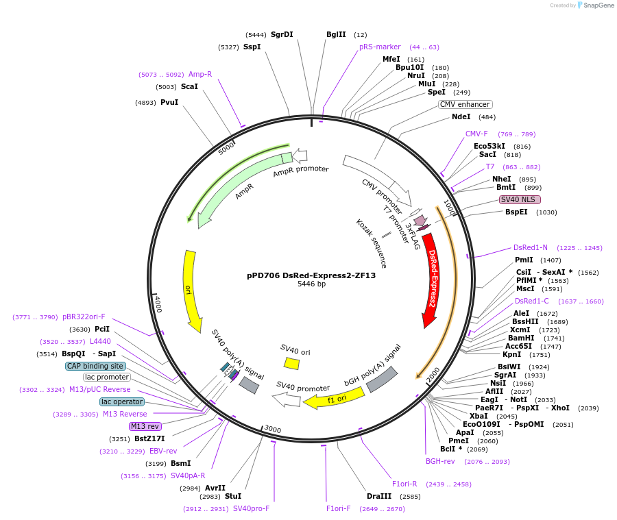 138793-plasmid-map-sequence-id-320376