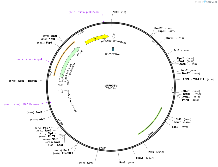 156356-plasmid-map-sequence-id-320451
