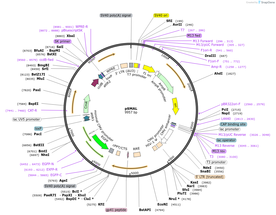 161785-plasmid-map-sequence-id-320454