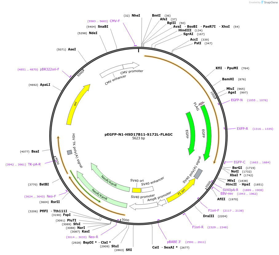161904-plasmid-map-sequence-id-320523