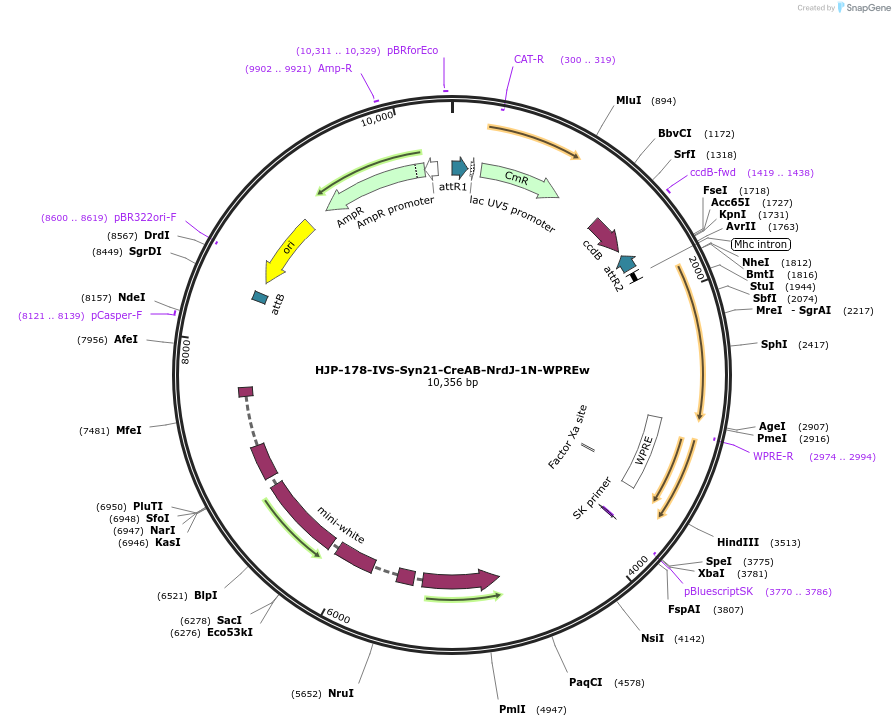 162473-plasmid-map-sequence-id-320556