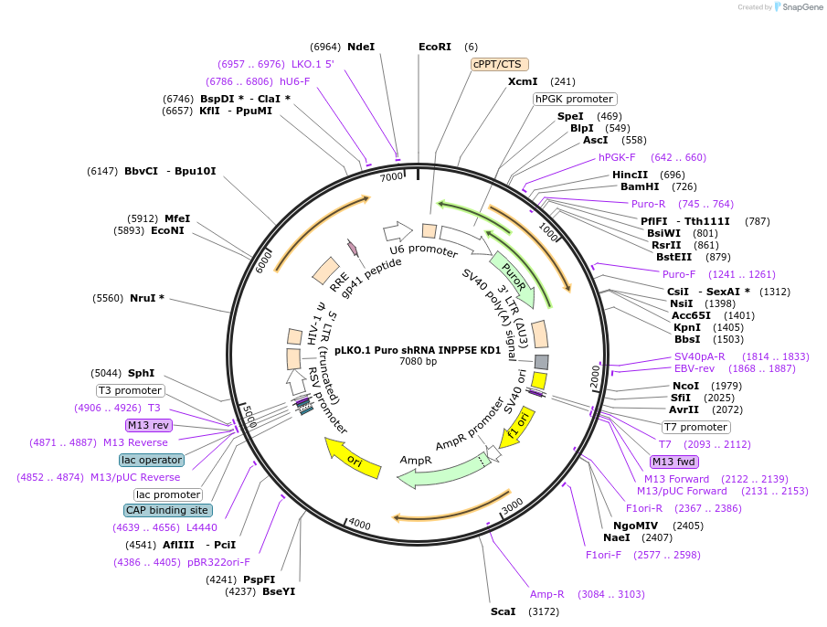 162004-plasmid-map-sequence-id-320557