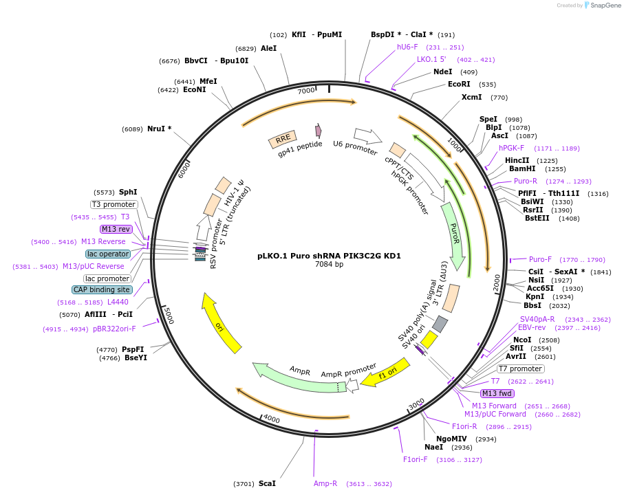 162008-plasmid-map-sequence-id-320558