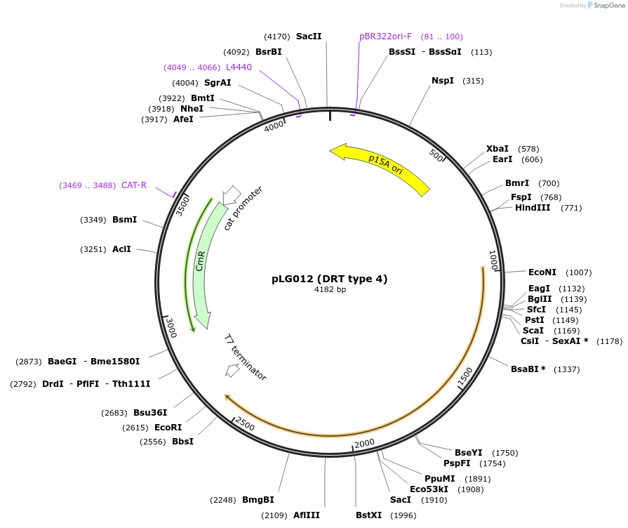 157890-plasmid-map-sequence-id-320573