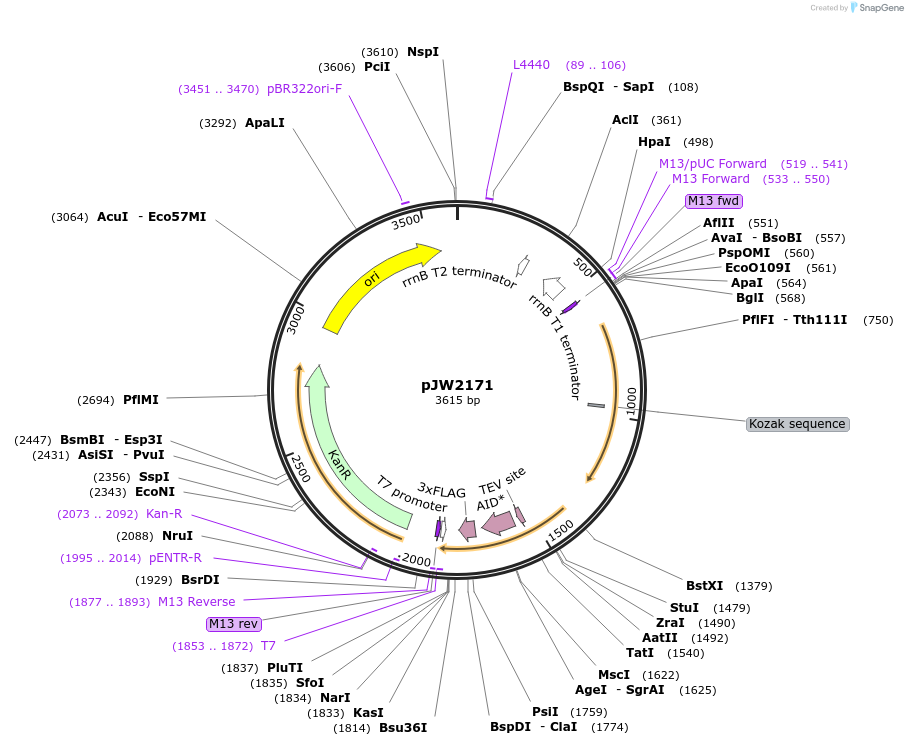 163095-plasmid-map-sequence-id-320590