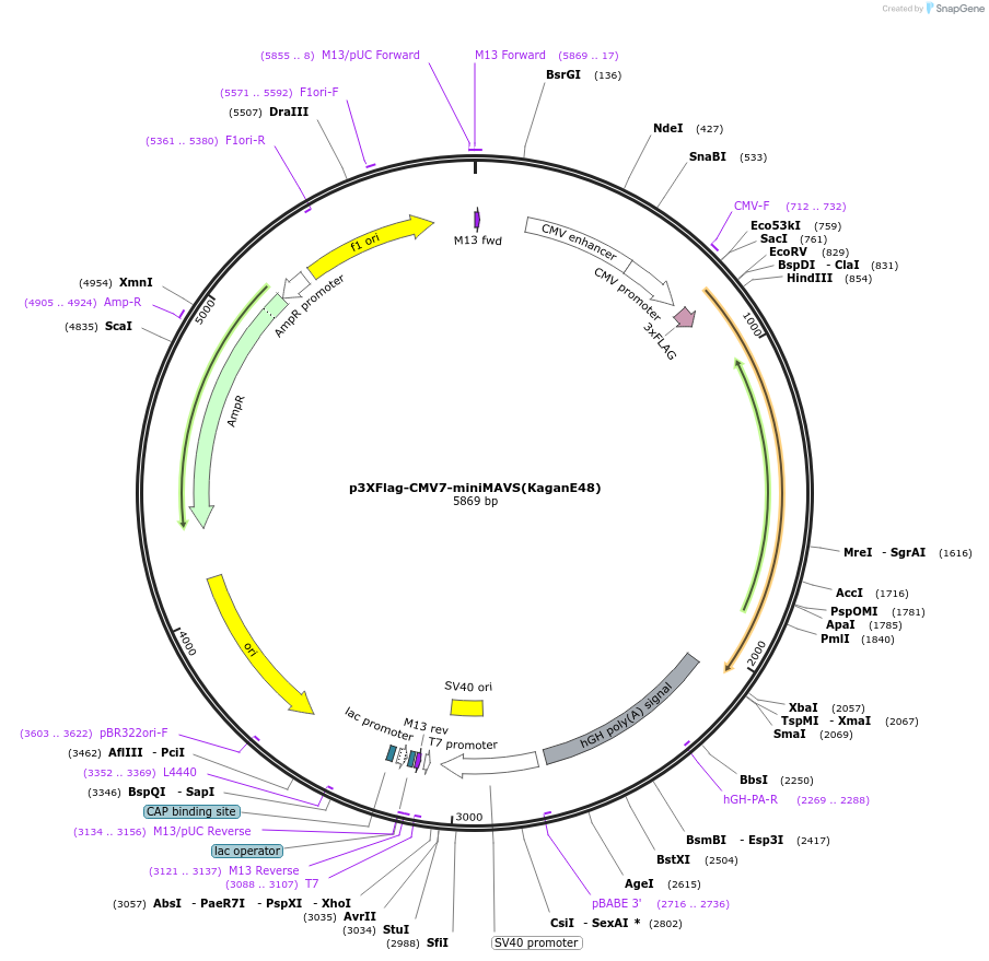 52019-plasmid-map-sequence-id-320603