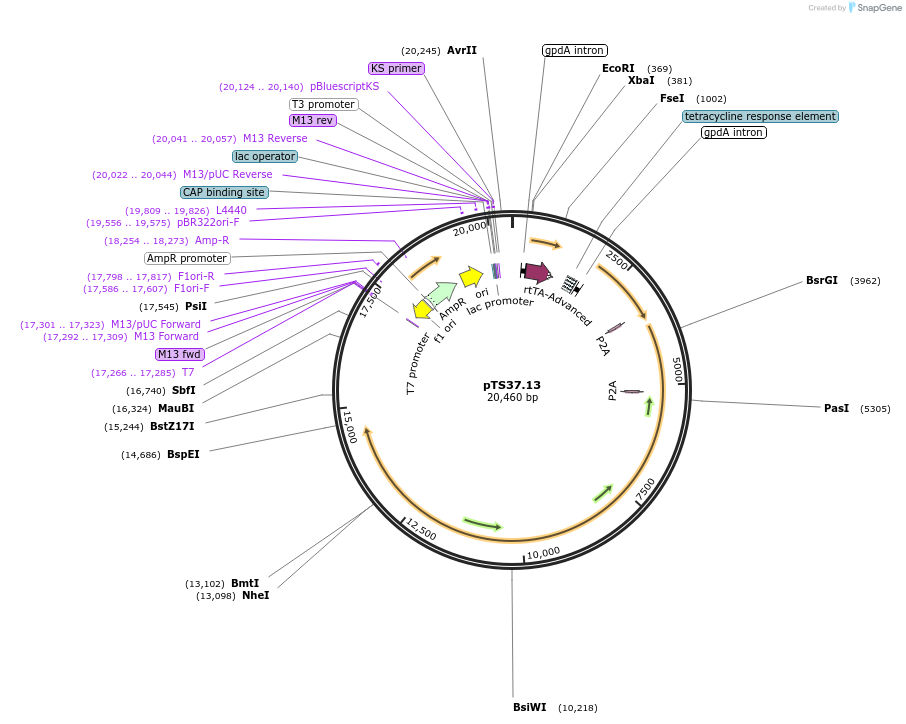 106265-plasmid-map-sequence-id-320604