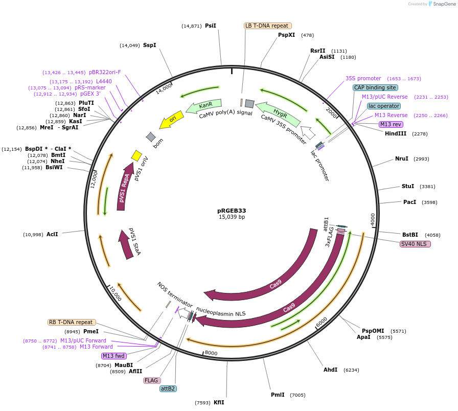 158151-plasmid-map-sequence-id-320624