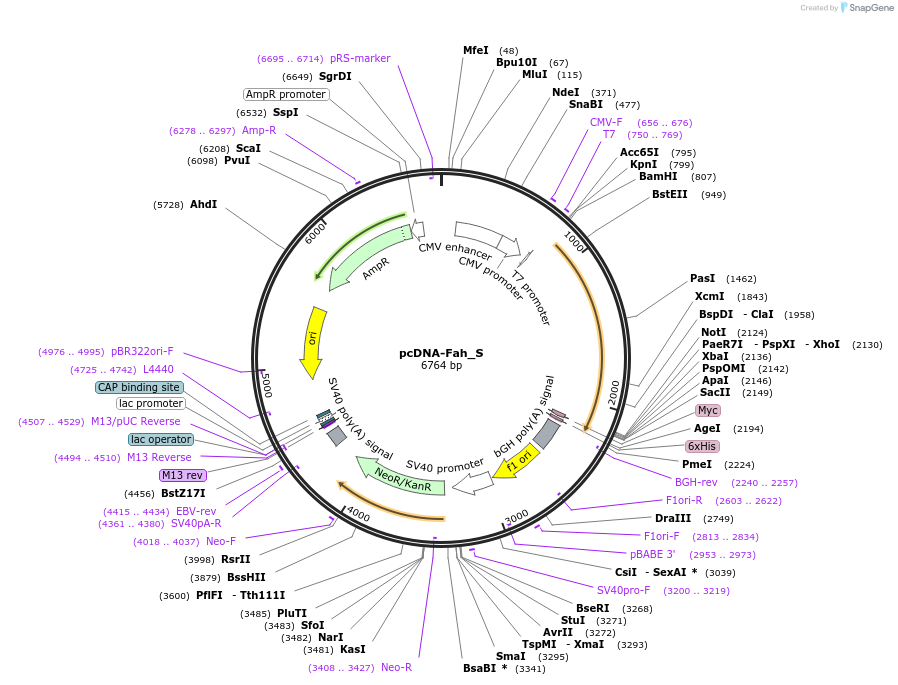 163086-plasmid-map-sequence-id-320634