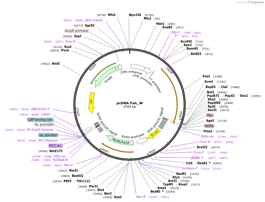 163087-plasmid-map-sequence-id-320638