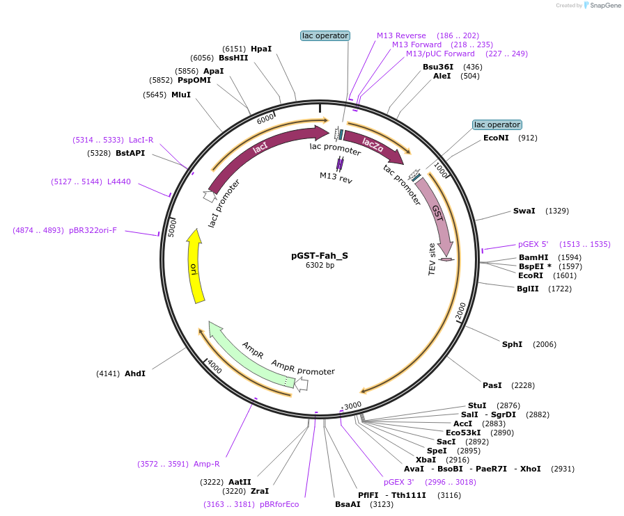 163088-plasmid-map-sequence-id-320639
