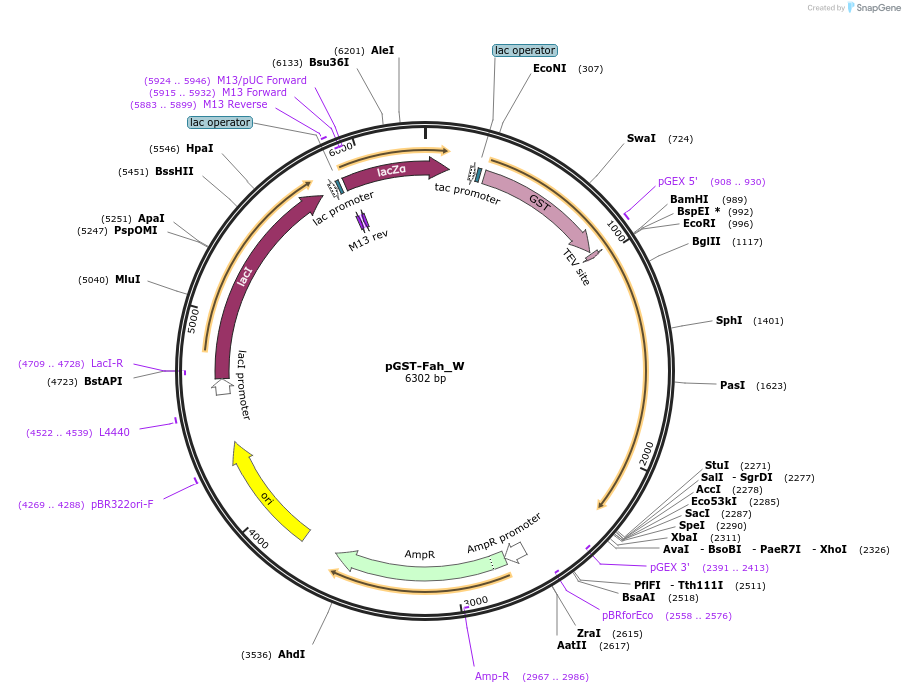 163089-plasmid-map-sequence-id-320643