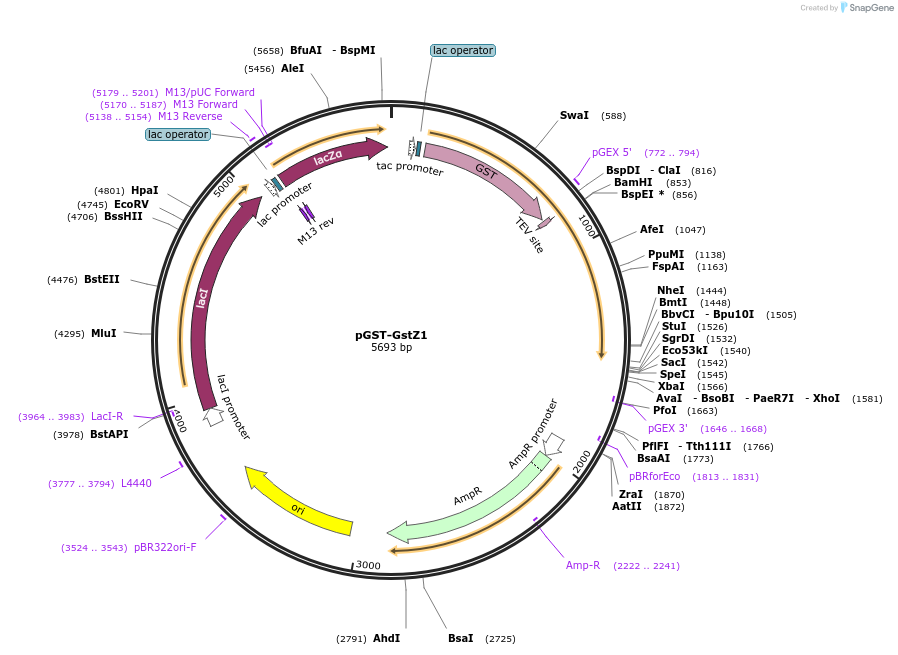 163090-plasmid-map-sequence-id-320646