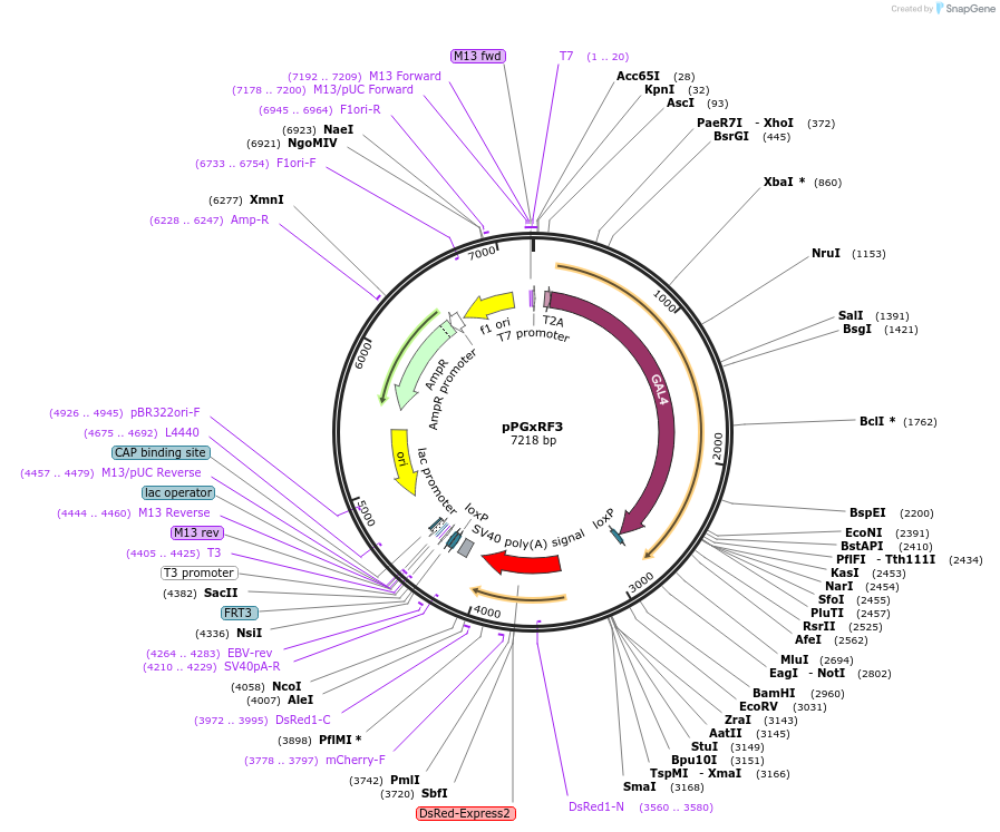 138384-plasmid-map-sequence-id-320653