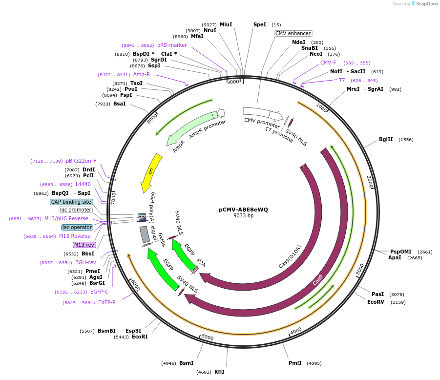 161815-plasmid-map-sequence-id-320654