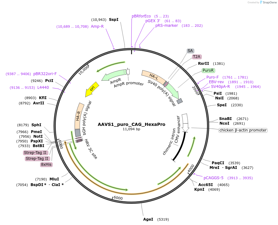 164077-plasmid-map-sequence-id-320680