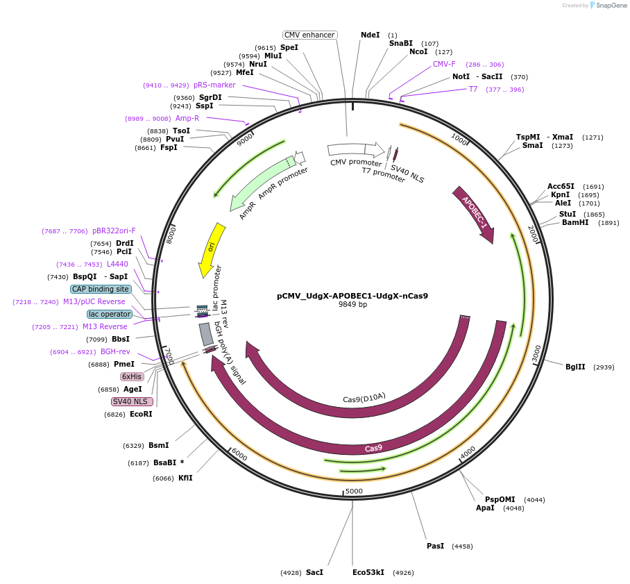 163555-plasmid-map-sequence-id-320698