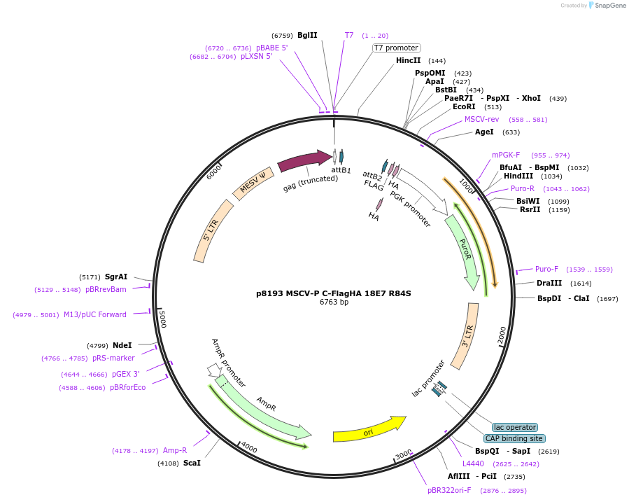 163307-plasmid-map-sequence-id-320723