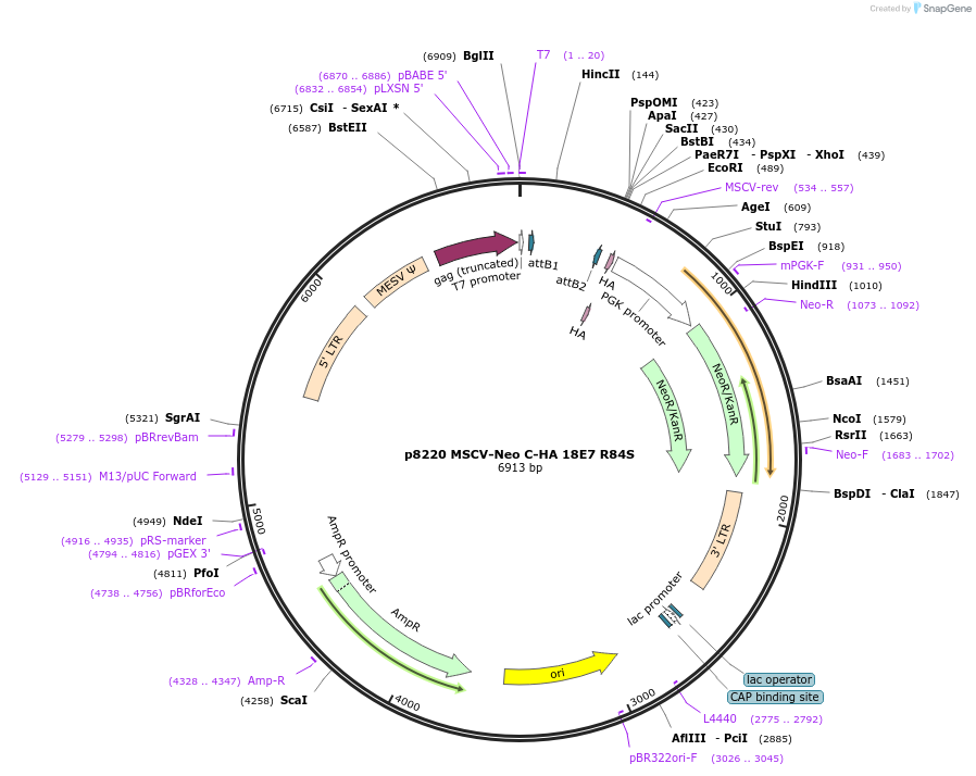 163312-plasmid-map-sequence-id-320724