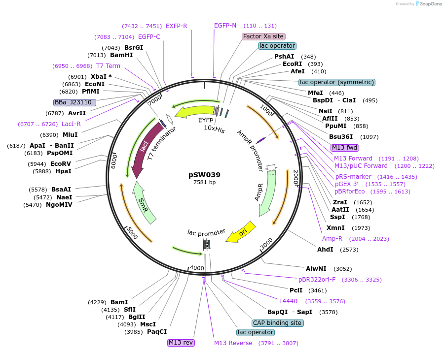 140035-plasmid-map-sequence-id-320726