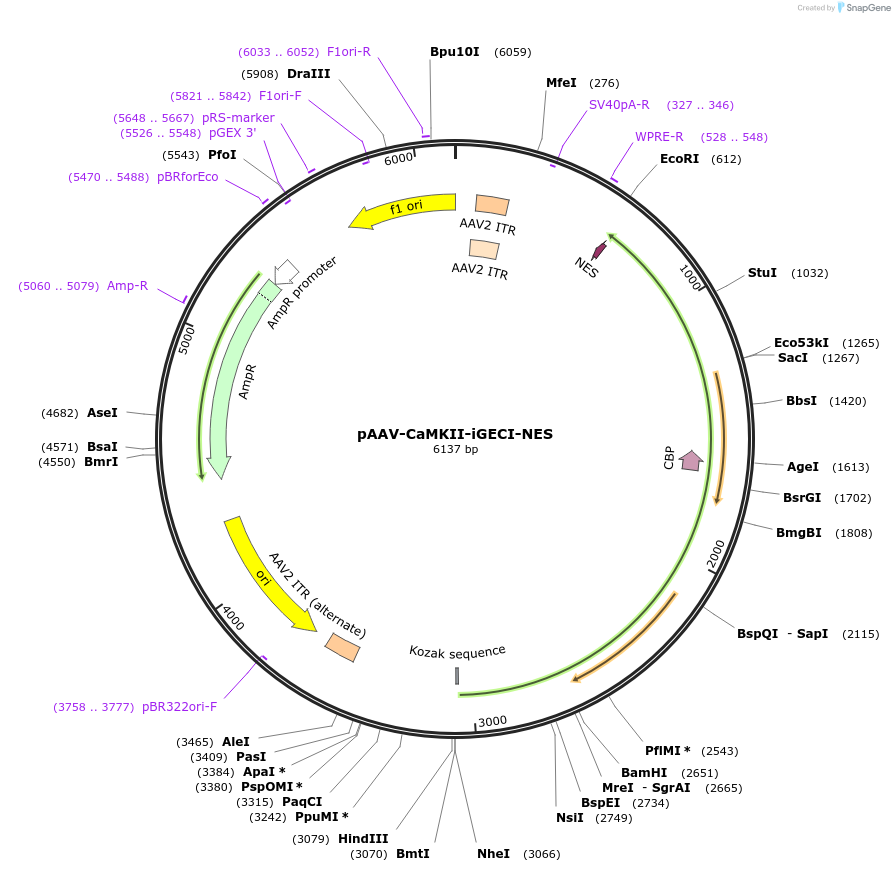 160424-plasmid-map-sequence-id-320729