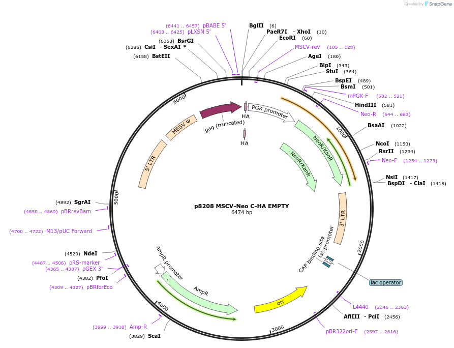 163310-plasmid-map-sequence-id-320732