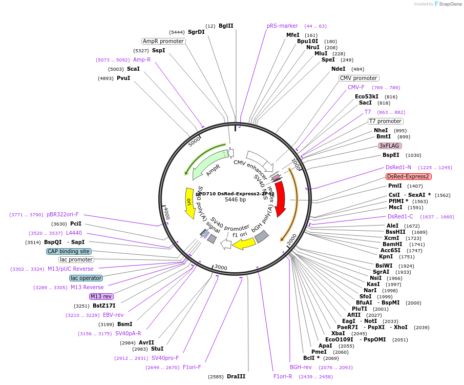 138798-plasmid-map-sequence-id-320741