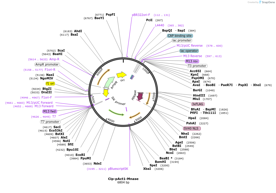 162556-plasmid-map-sequence-id-320752