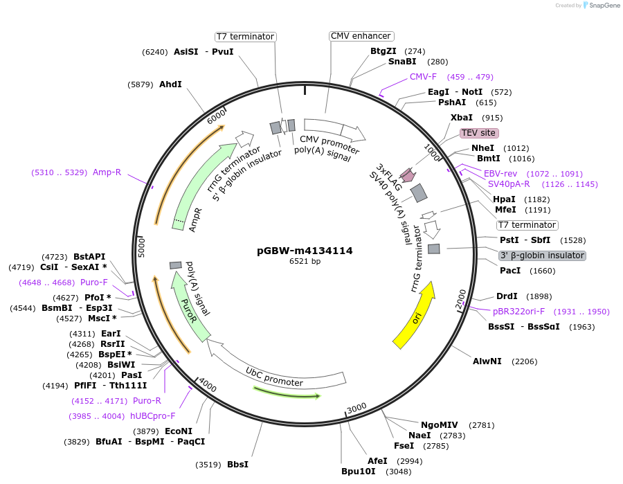 152632-plasmid-map-sequence-id-320772