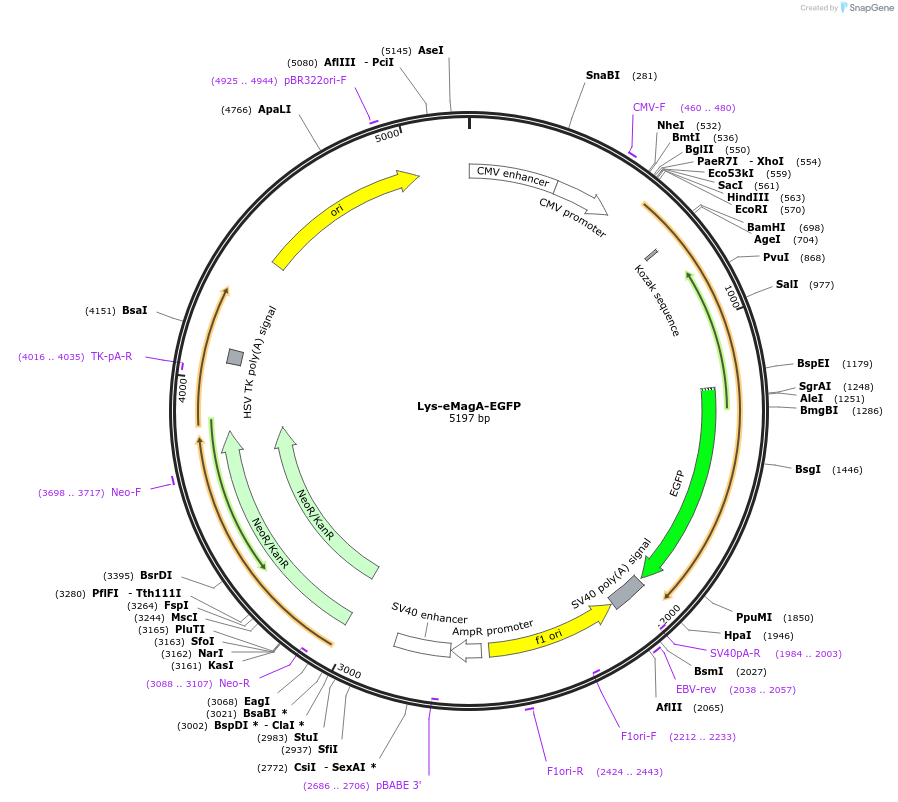 162246-plasmid-map-sequence-id-320781