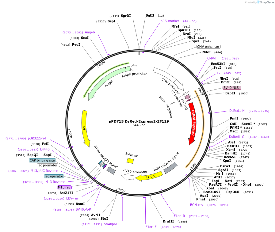 138806-plasmid-map-sequence-id-320788