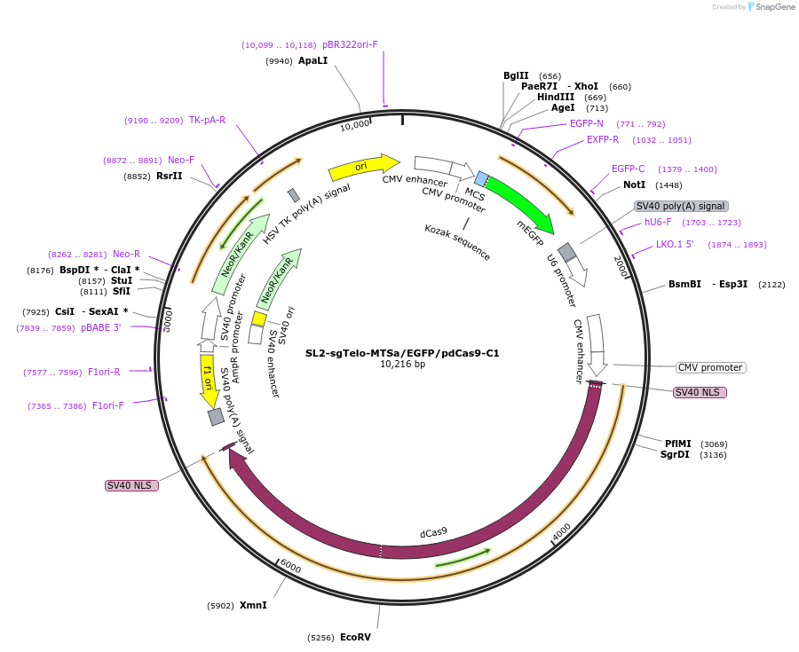 162759-plasmid-map-sequence-id-320818
