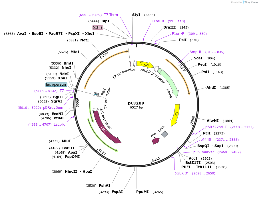 162682-plasmid-map-sequence-id-320836
