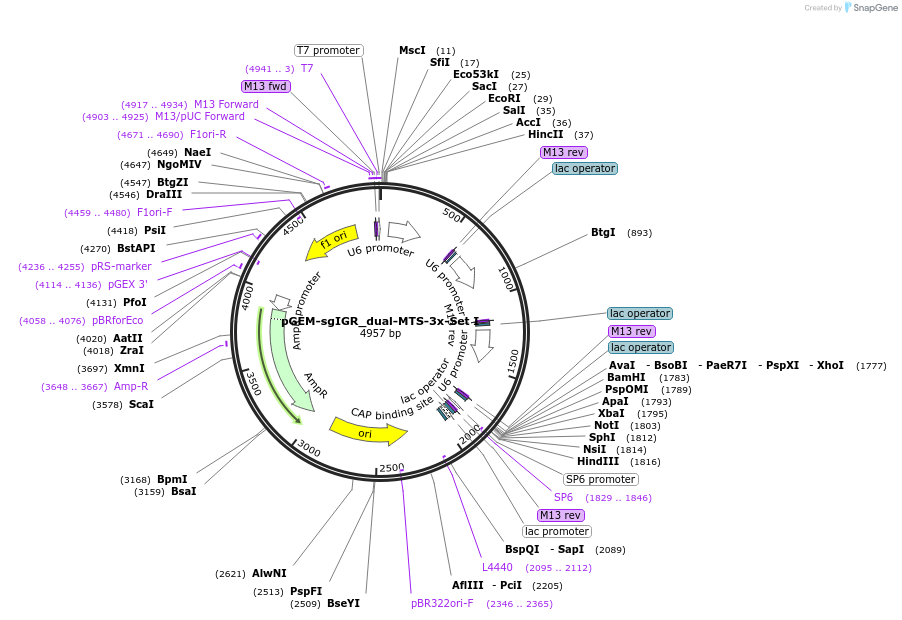 162764-plasmid-map-sequence-id-320841