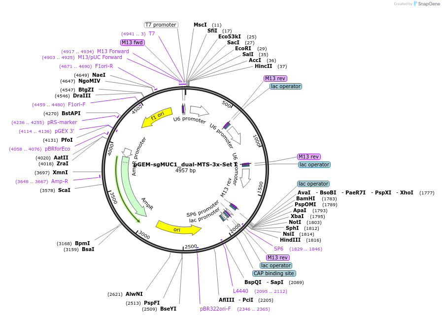 162763-plasmid-map-sequence-id-320846