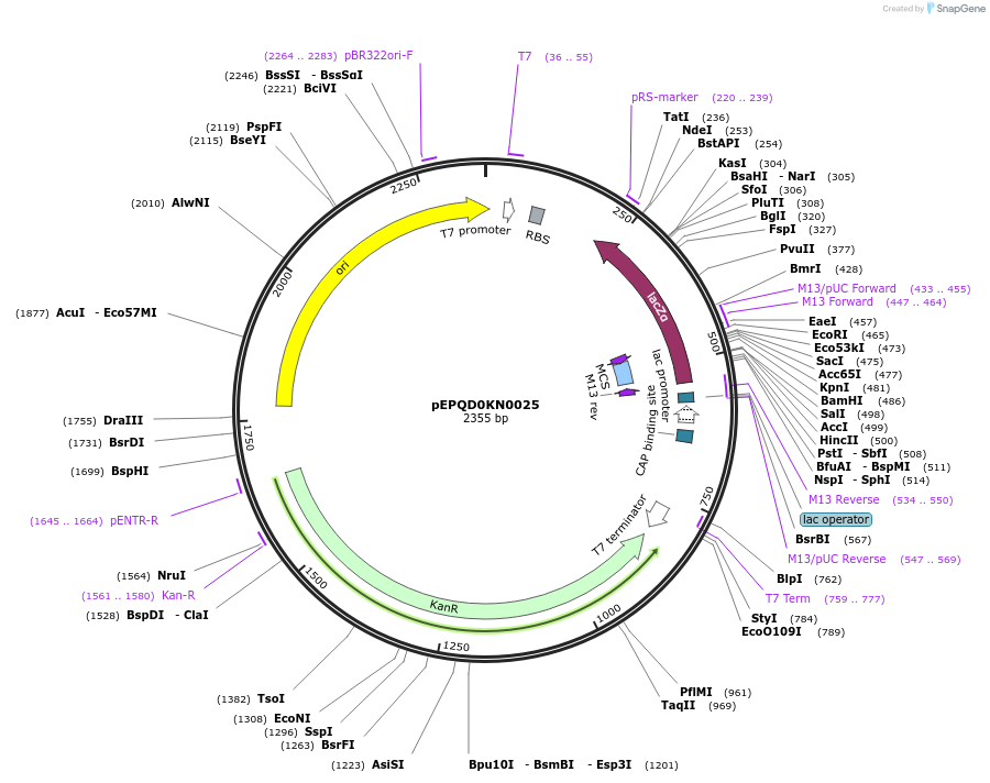 162283-plasmid-map-sequence-id-320854