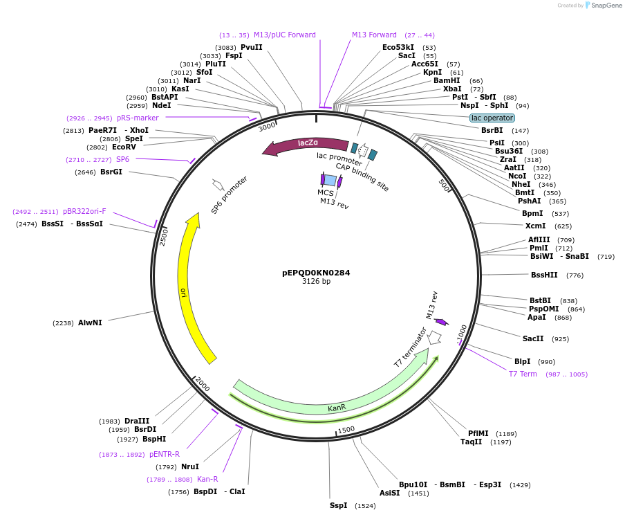 162289-plasmid-map-sequence-id-320859