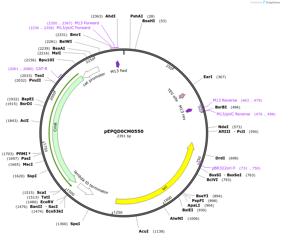 162301-plasmid-map-sequence-id-320863