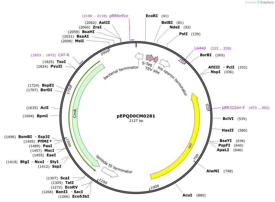 162302-plasmid-map-sequence-id-320866