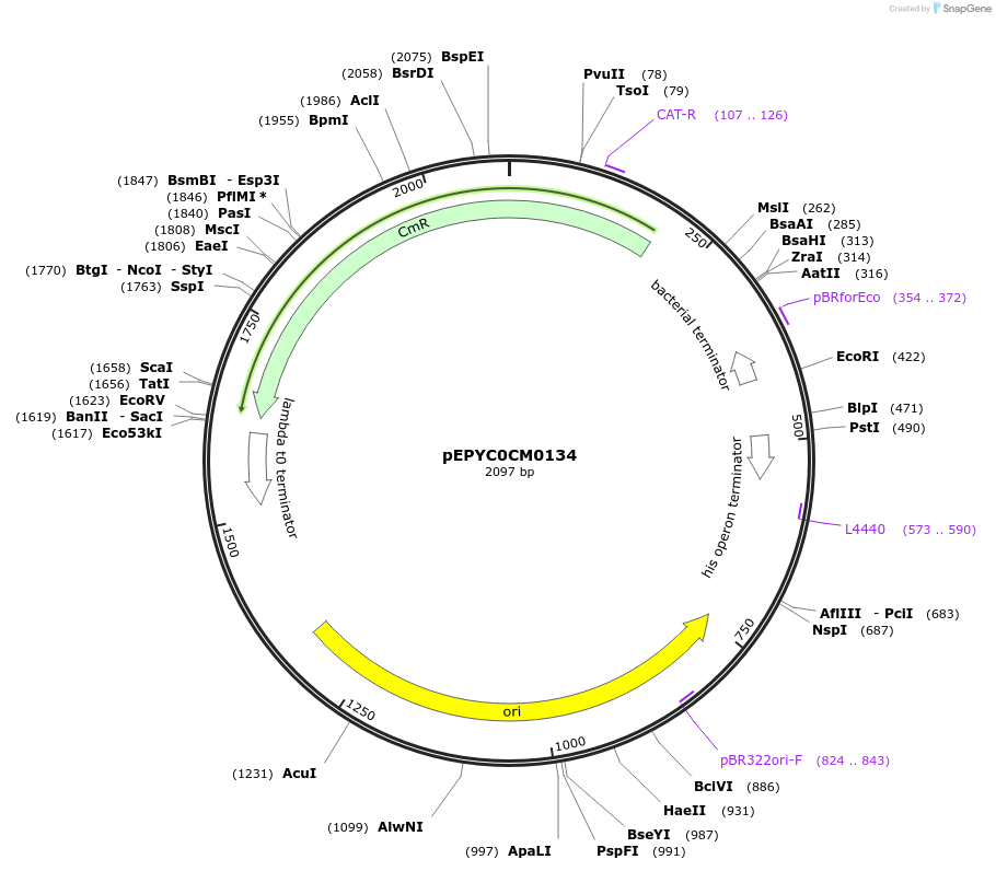 162307-plasmid-map-sequence-id-320881