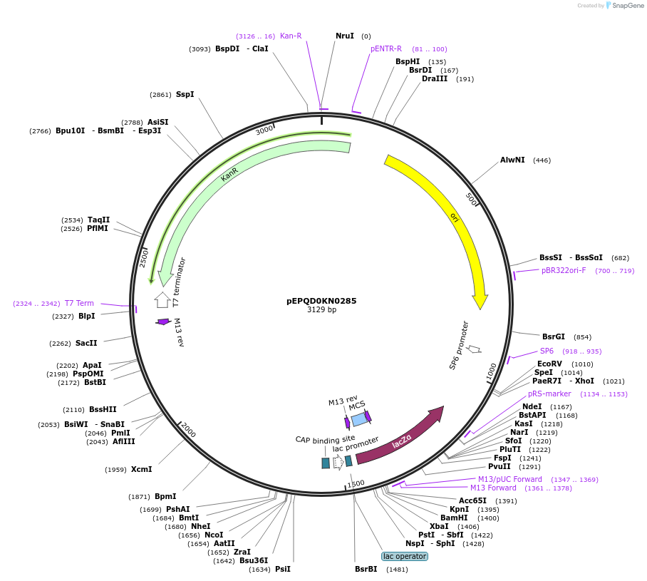 162290-plasmid-map-sequence-id-320882