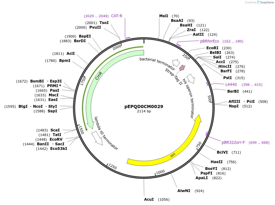 162311-plasmid-map-sequence-id-320888