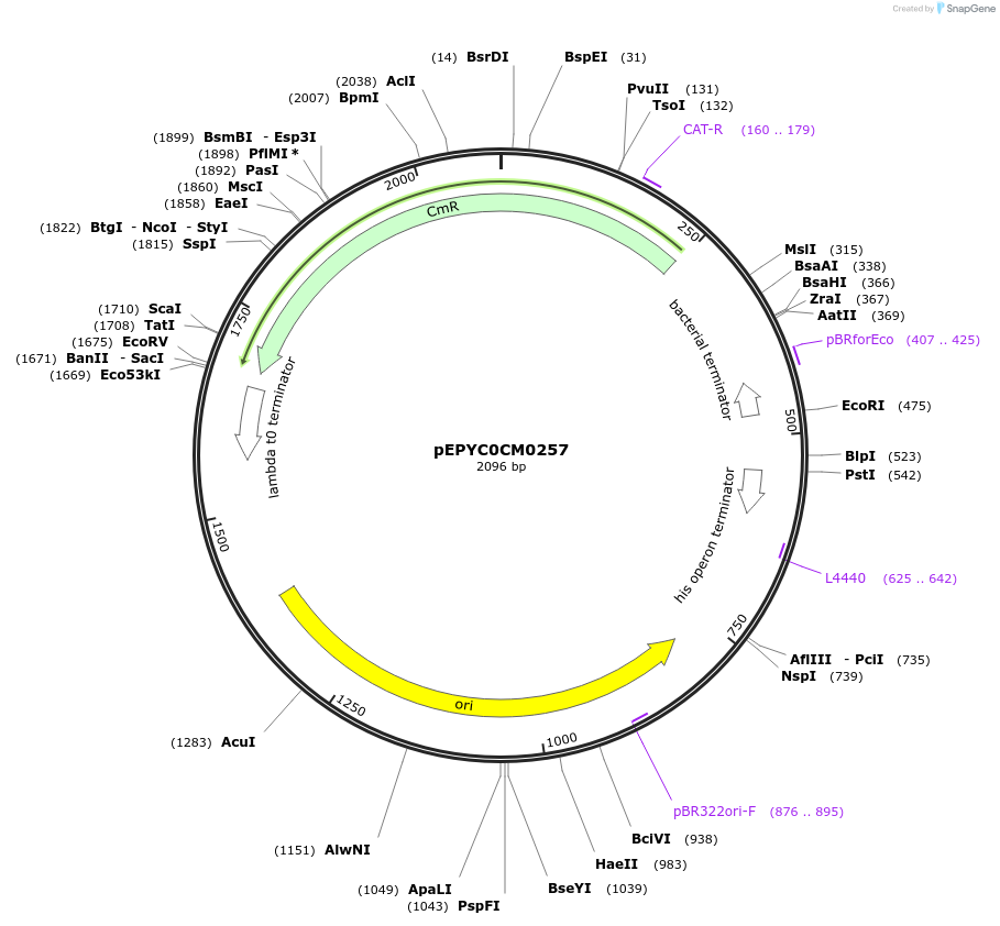 162308-plasmid-map-sequence-id-320889